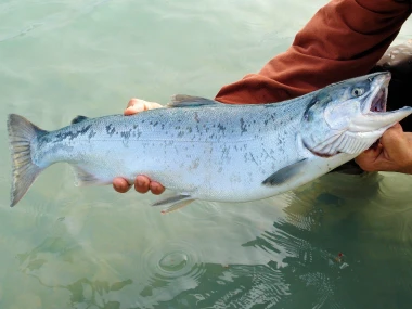 Salmon