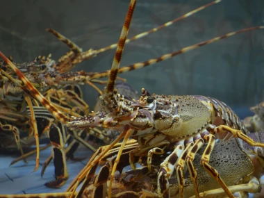 Lobster