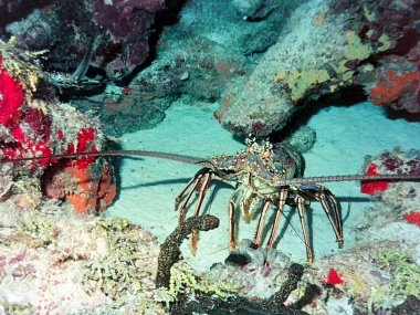 Lobster