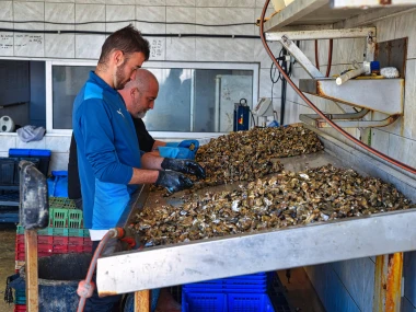 Kerang