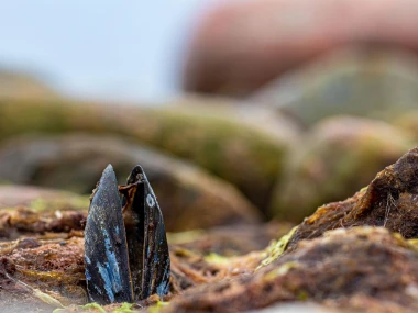 Kerang