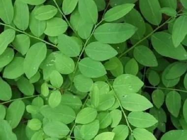Daun Katuk